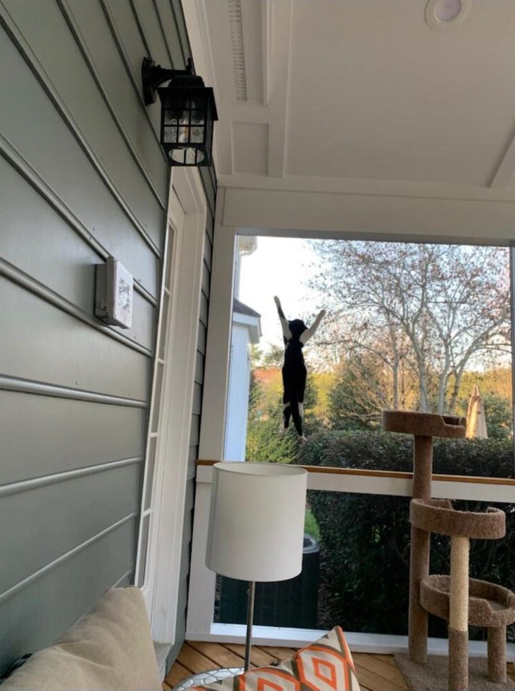 charlotte screened porch with pet screen